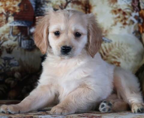 Pongo Mini Golden Retriever