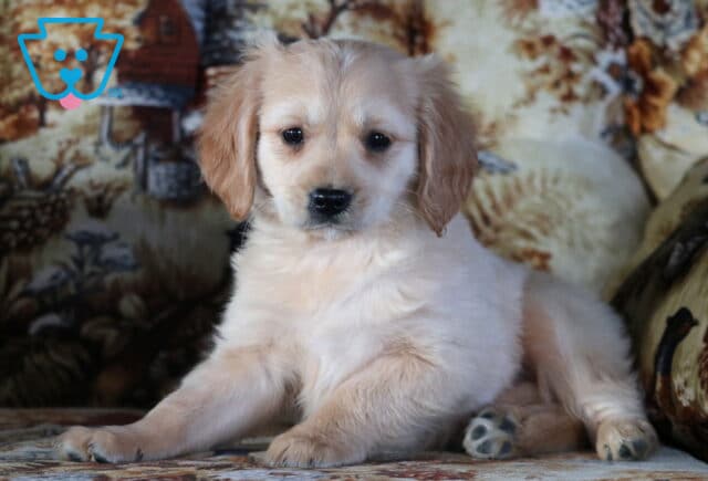 Pongo Mini Golden Retriever image