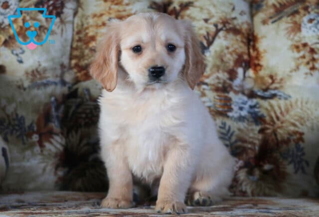 Pongo Mini Golden Retriever2 image