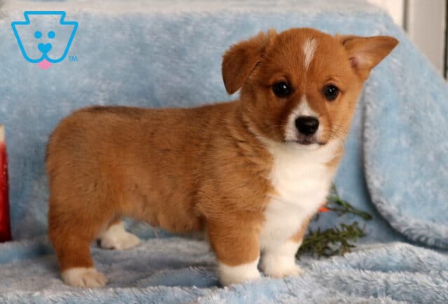 Porky Corgi image