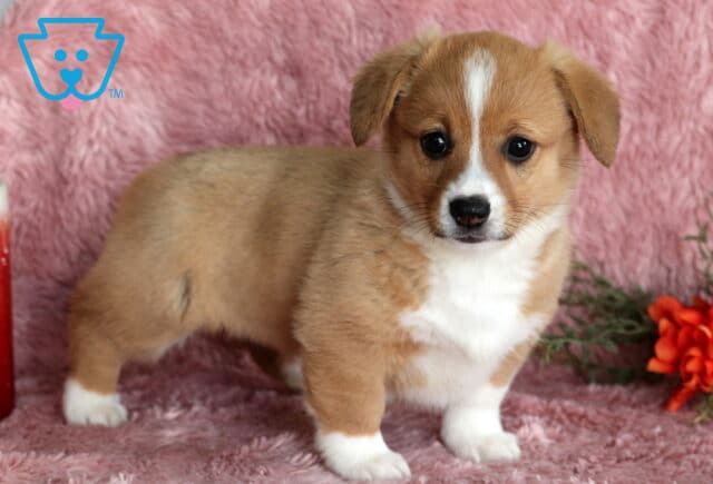 Pretty Corgi image