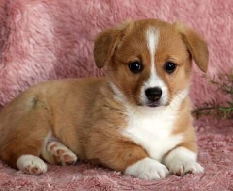 Pretty Corgi2
