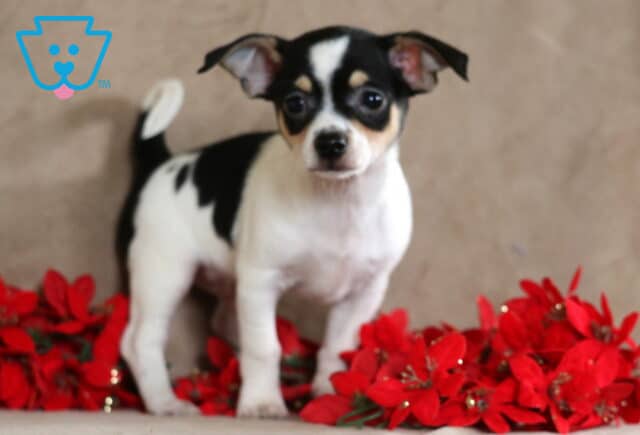 Prince Chihuahua2 image