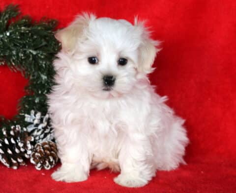 Fluffy white Maltese puppy sitting on a bright red blanket with a holiday wreath and frosted pinecones beside it, looking sweetly at the camera.