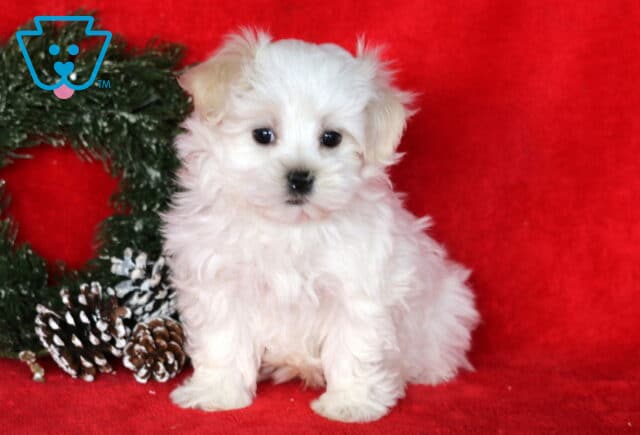 Fluffy white Maltese puppy sitting on a bright red blanket with a holiday wreath and frosted pinecones beside it, looking sweetly at the camera. image