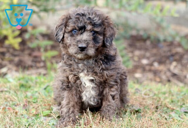 Prince Mini Aussiedoodle image