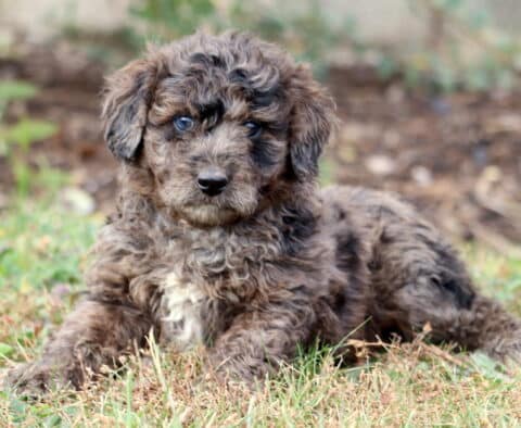 Prince Mini Aussiedoodle2