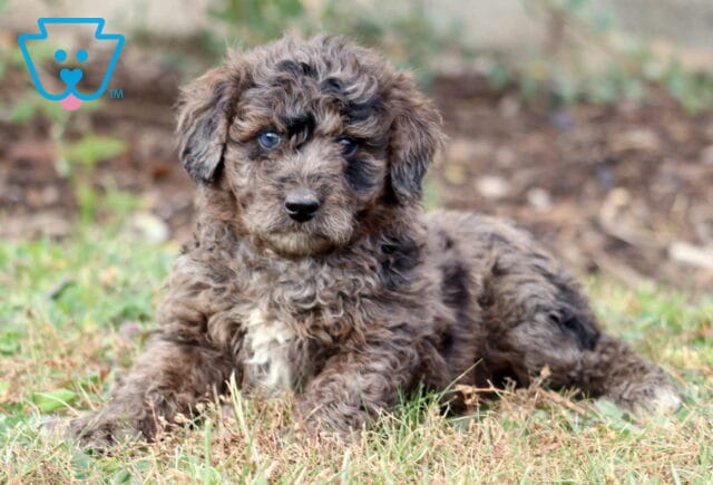 Prince Mini Aussiedoodle2 image