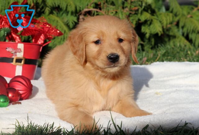 Princess Golden image