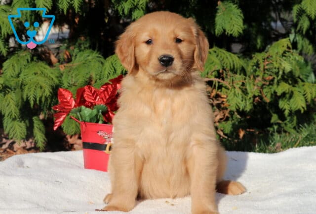 Princess Golden2 image