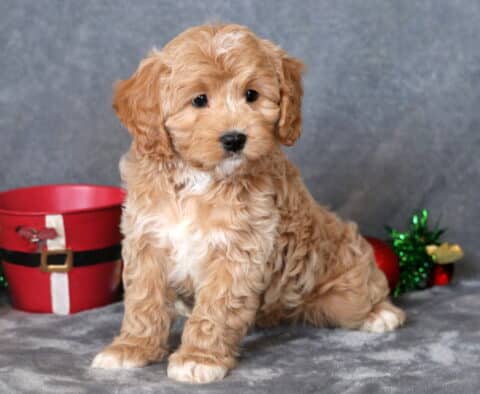 Pumpkin Cavapoo