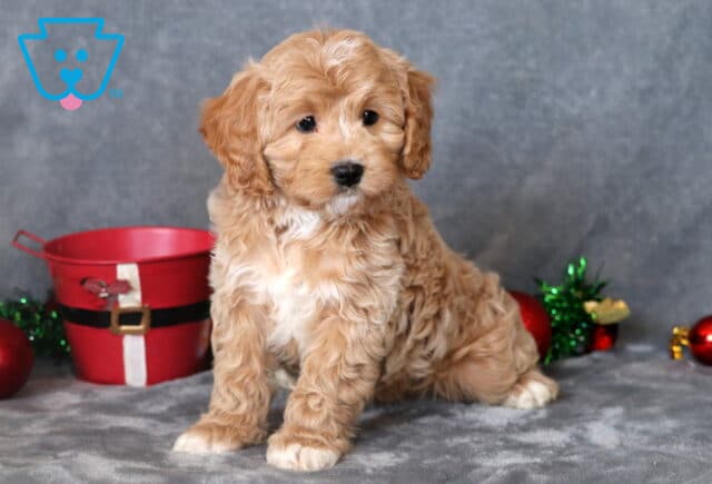 Pumpkin Cavapoo image