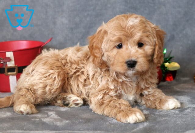 Pumpkin Cavapoo2 image