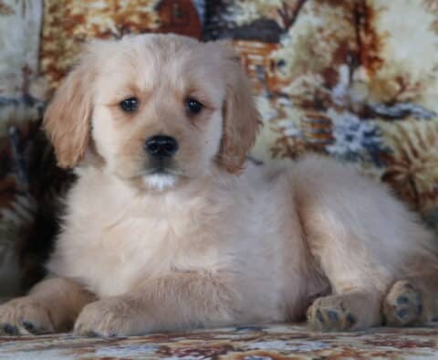 Puppers Mini Golden Retriever