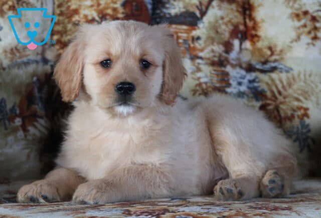 Puppers Mini Golden Retriever image