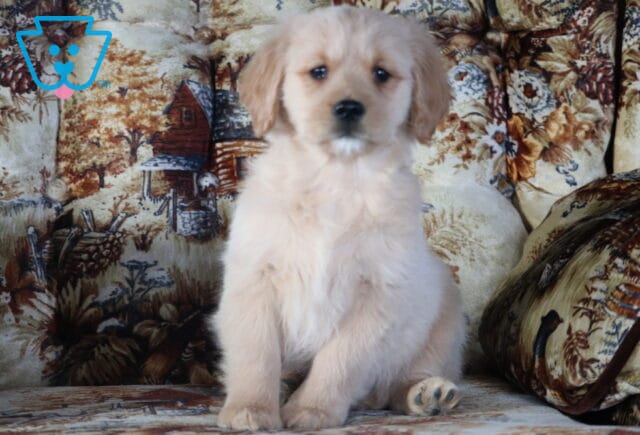 Puppers Mini Golden Retriever2 image