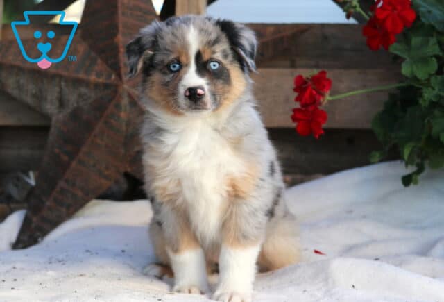 Rainy Mini Aussie image