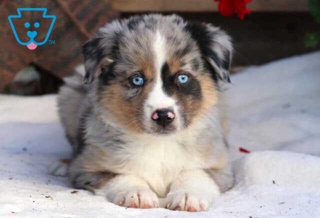 Rainy Mini Aussie2 image