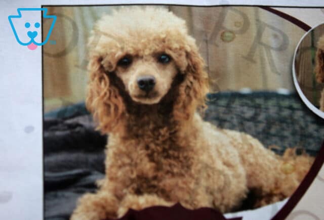 Randy Toy Poodle Elmer & Linda Esh image