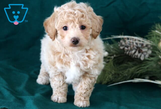 Ranger Bichpoo image