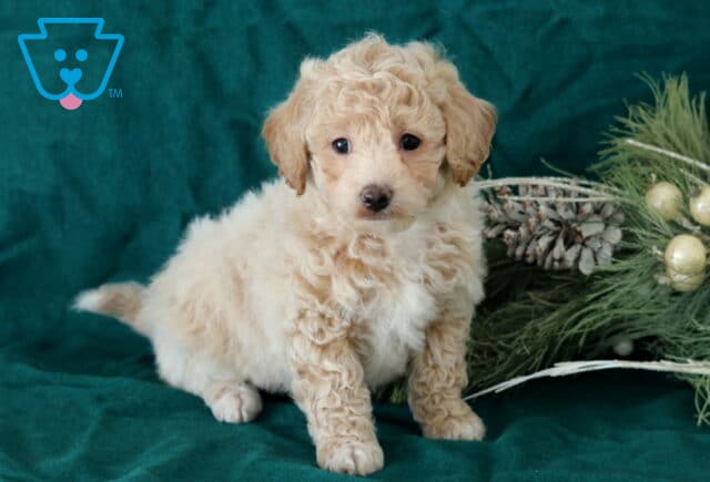 Ranger Bichpoo2 image