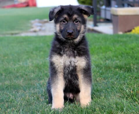 Ranger German Shepherd