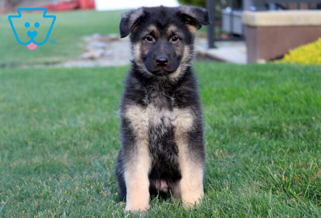 Ranger German Shepherd image