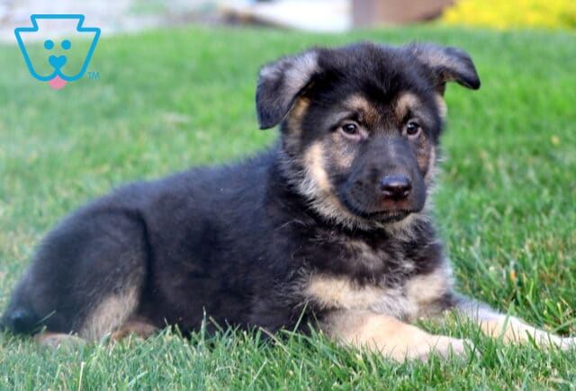 Ranger German Shepherd2 image