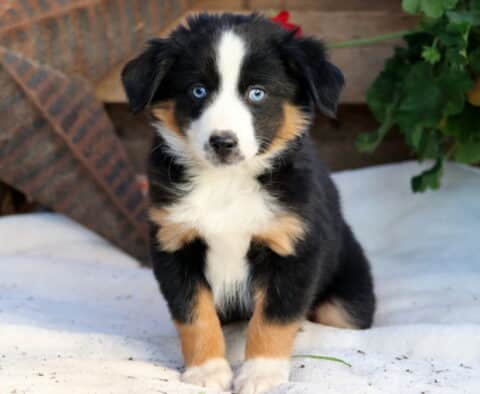 Raya Mini Aussie