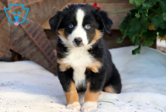 Raya Mini Aussie image