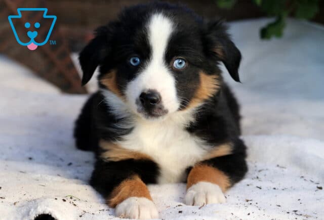 Raya Mini Aussie2 image