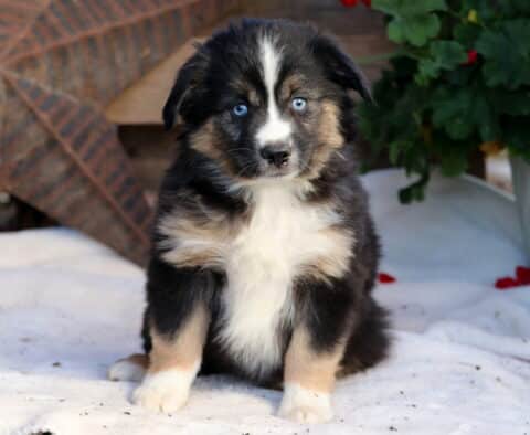Reese Mini Aussie