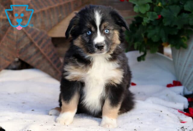 Reese Mini Aussie image