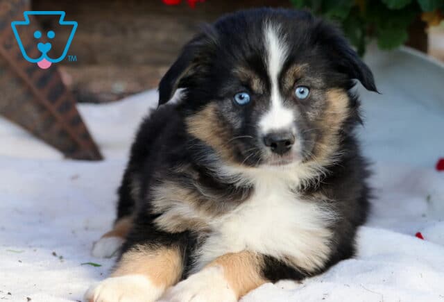 Reese Mini Aussie2 image