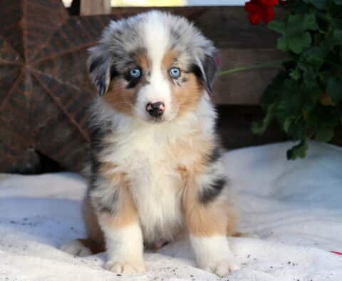 Reggie Mini Aussie