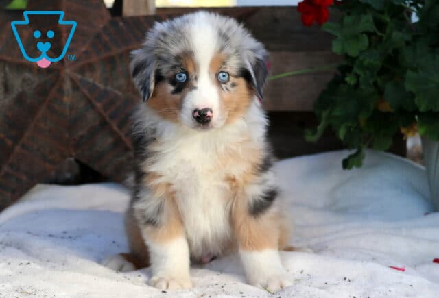 Reggie Mini Aussie image