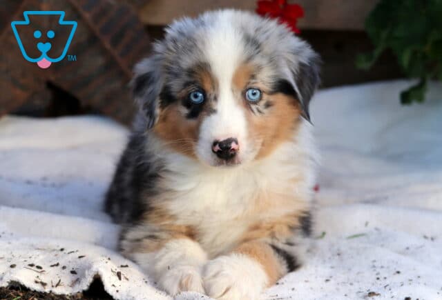 Reggie Mini Aussie2 image