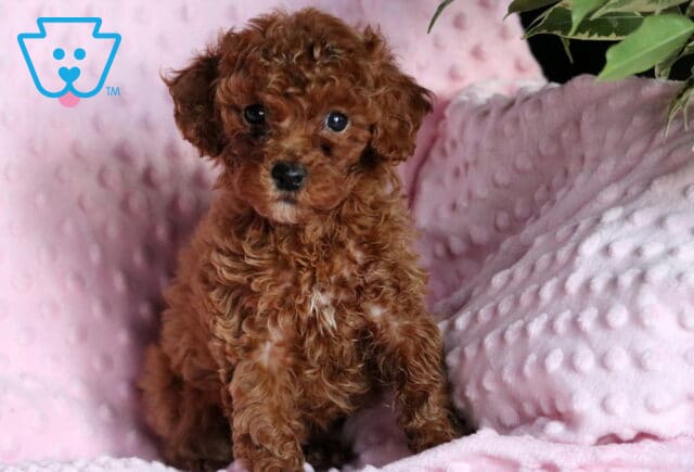 Remi Mini Poodle image
