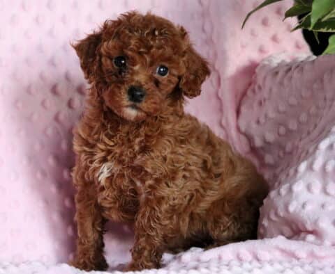 Remi Mini Poodle2