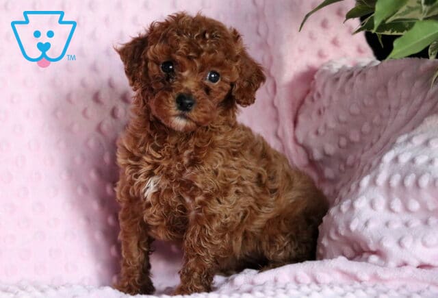 Remi Mini Poodle2 image
