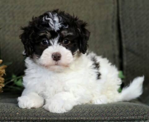 Ressie Havanese