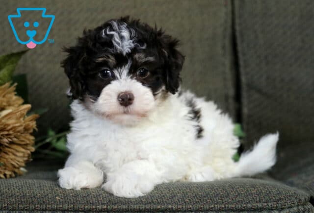 Ressie Havanese image
