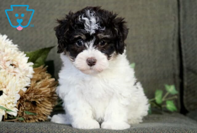 Ressie Havanese2 image