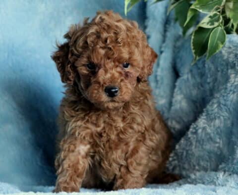 Rex Mini Poodle
