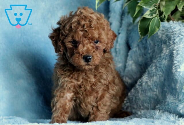 Rex Mini Poodle image