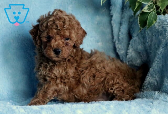 Rex Mini Poodle2 image
