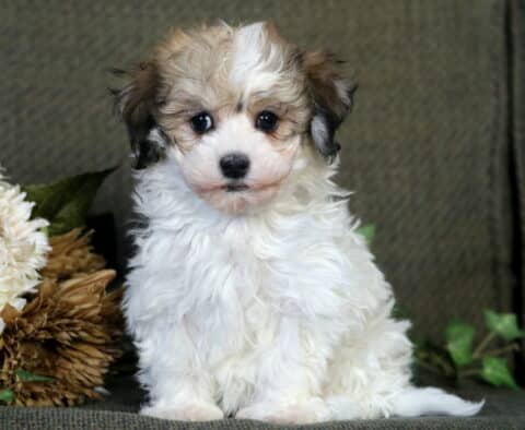 Riggs Havanese