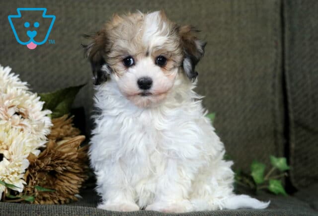 Riggs Havanese image