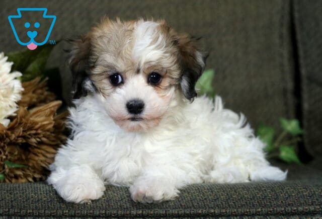 Riggs Havanese2 image