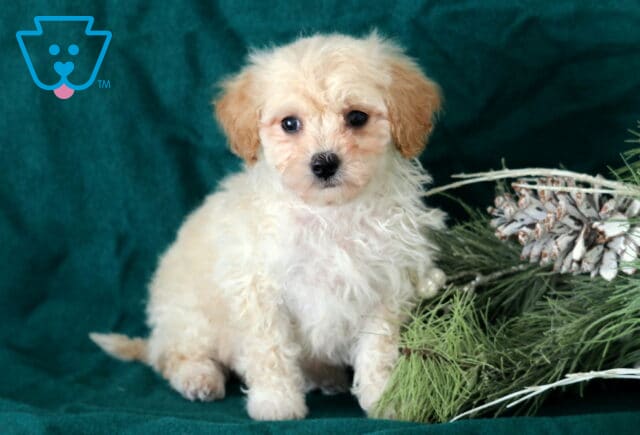 River Bichpoo2 image